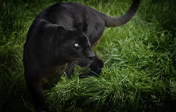 Picture grass, predator, Panther, wild cat, black leopard