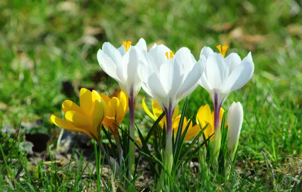 White, flower, crocus
