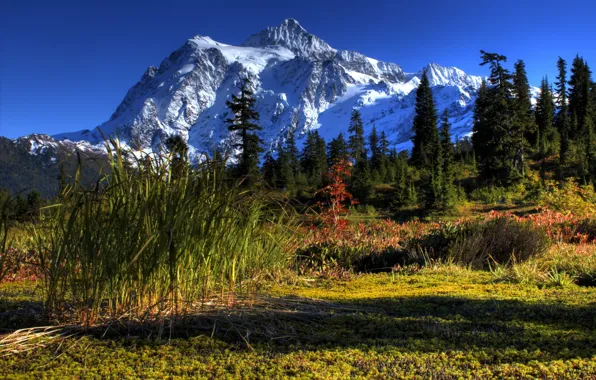 Forest, grass, trees, landscape, flowers, mountains, nature, ate