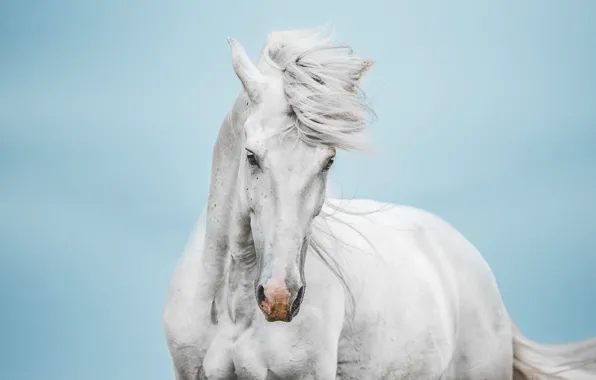 White, the sky, look, face, horse, the wind, horse, portrait