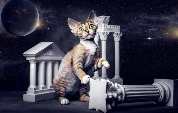 Cat, look, space, stars, night, pose, kitty, photoshop