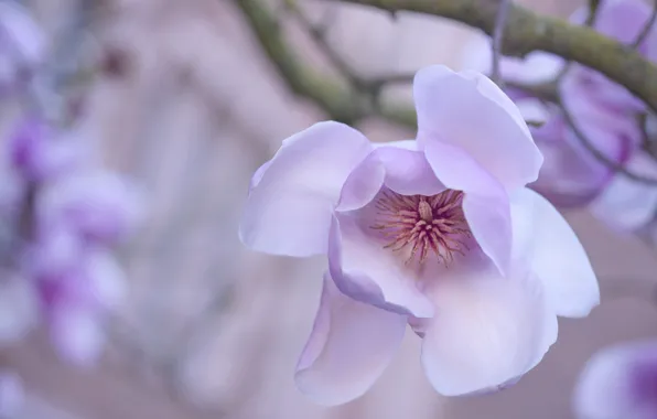 Picture flower, tree, spring, Magnolia