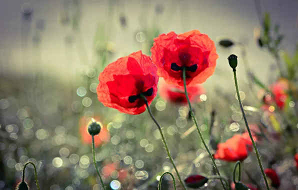Picture summer, flowers, Maki, blur, petals, a couple, bokeh
