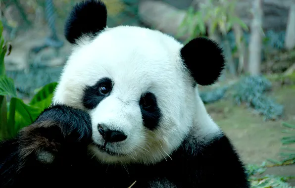 Face, bamboo, bear, Panda