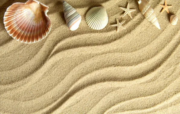 Picture sand, star, shell, sand, starfish, seashells