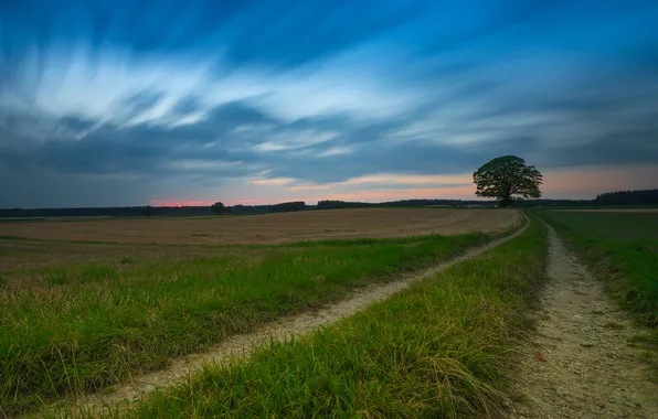 Road, field, forest, summer, the sky, grass, clouds, blue