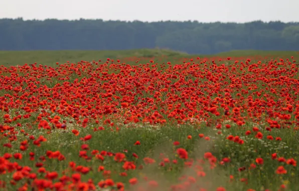 Field, forest, summer, flowers, Maki, meadow, red, haze