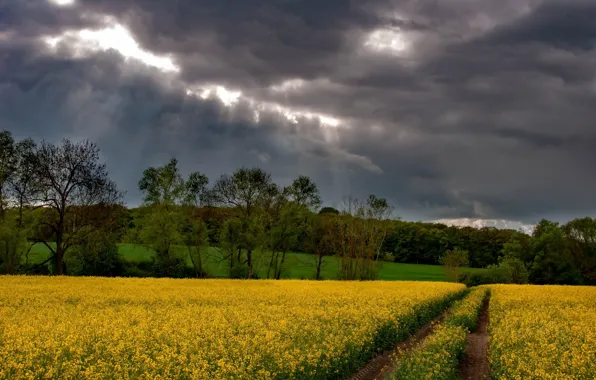 Road, field, summer, rape