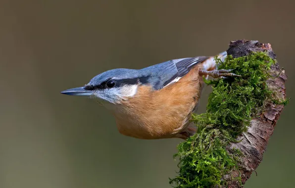 Picture bird, moss, snag, nuthatch