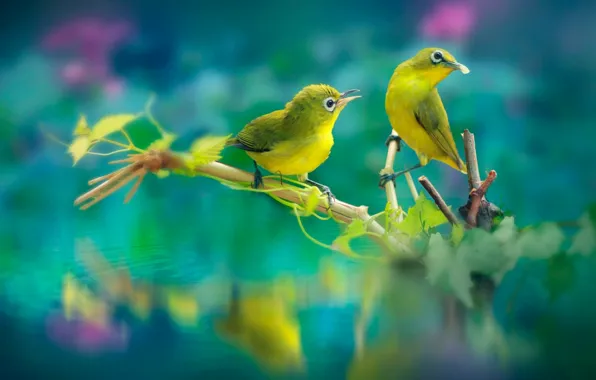 Branches, bird, beak, pair