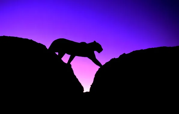 Picture cat, the sky, sunset, Panther, silhouette, leopard