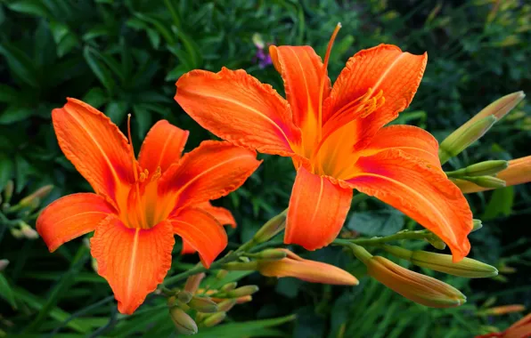 Greens, summer, leaves, flowers, background, bright, Lily, Bush