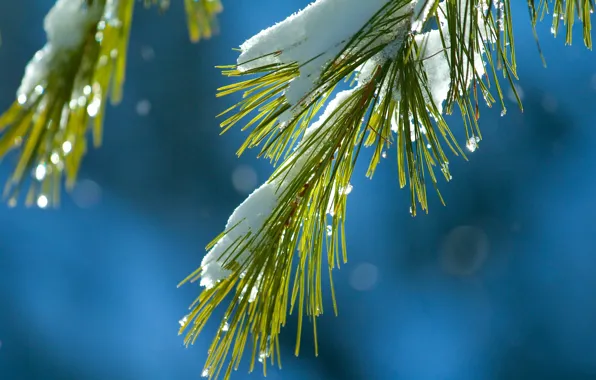 Macro, snow, needles, branch, needles