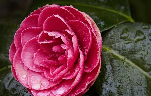 Flowers, droplets, buds, Camellia