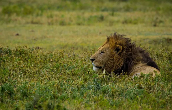 Leo, king, beast