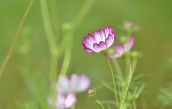 Field, grass, flowers, petals, meadow, kosmeya
