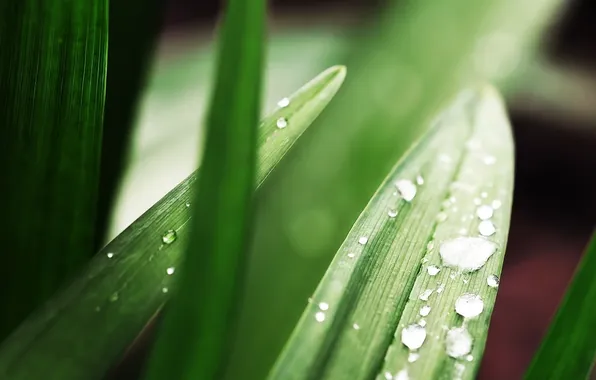 Picture leaves, drops, macro, nature, Rosa, photo, background, Wallpaper