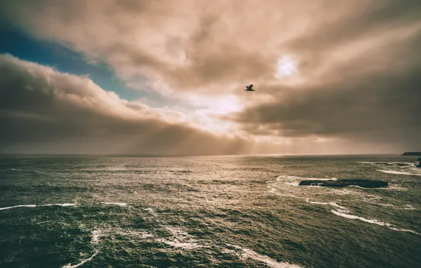 The sun, Clouds, The ocean, Reflection, Sea, Lake, Seagull, Clouds