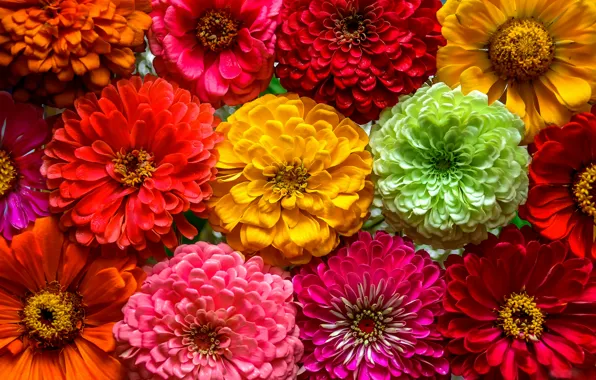 Picture macro, colorful, a lot, zinnia