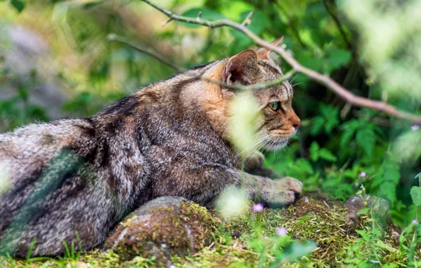 Greens, cat, summer, cat, look, face, branches, nature