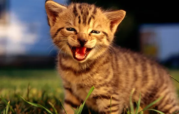 Picture nature, smile, kitty