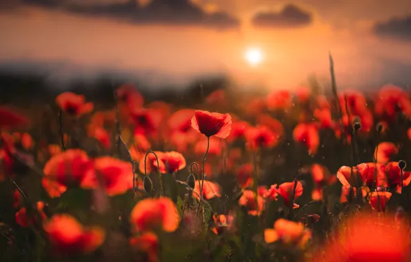 Picture field, summer, the sun, clouds, landscape, sunset, flowers, nature