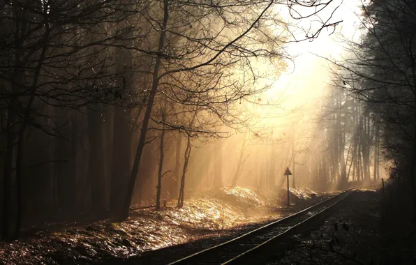 Picture forest, rays, trees, sign, rails