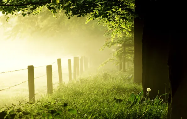 Forest, grass, trees, fog, dandelion, lawn, the fence, morning