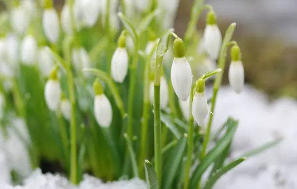 Snow, spring, snowdrops