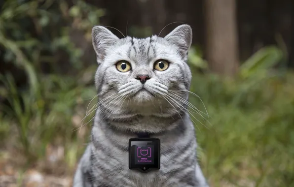 Picture concept, device, camera for cats, Whiskas, cat cameras, Catstacam, gadgets for cats, Whiskas