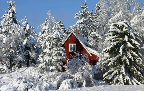 Winter, trees, house