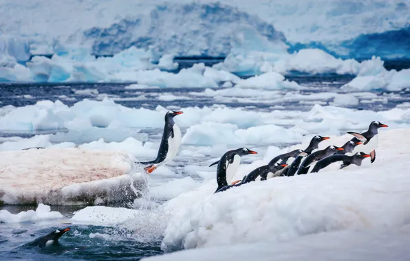 Winter, sea, water, snow, birds, nature, jump, shore