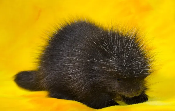 Animal, porcupine, Porcupin