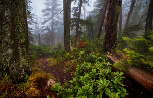 Picture forest, trees, nature, fog, Alexander Plekhanov