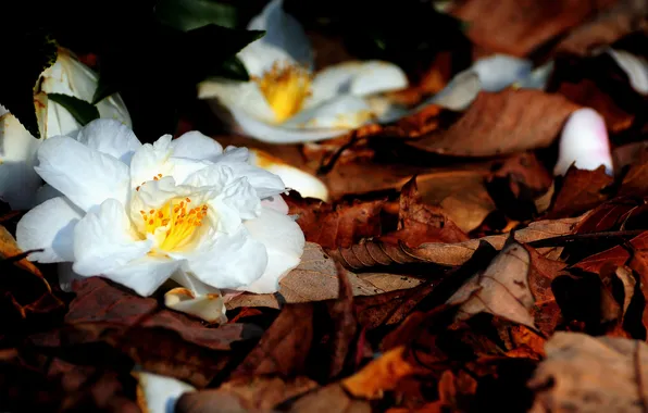 Autumn, white, leaves, macro, nature, foliage, Flowers, petals