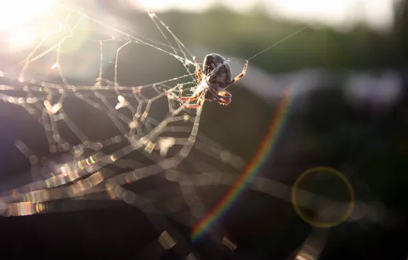Macro, glare, web, spider