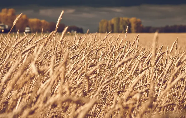 Road, field, the sky, nature