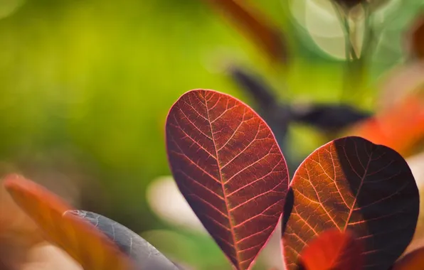 Macro, red, sheet, Red, Macro, Leaves