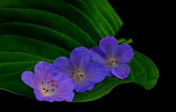 Picture the dark background, leaf, blue flowers