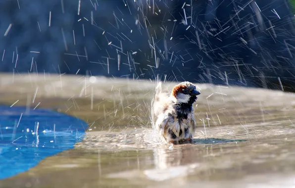 Picture water, squirt, bird, bathing, Sparrow