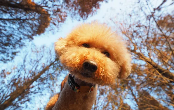 The sky, look, trees, sweetheart, dog