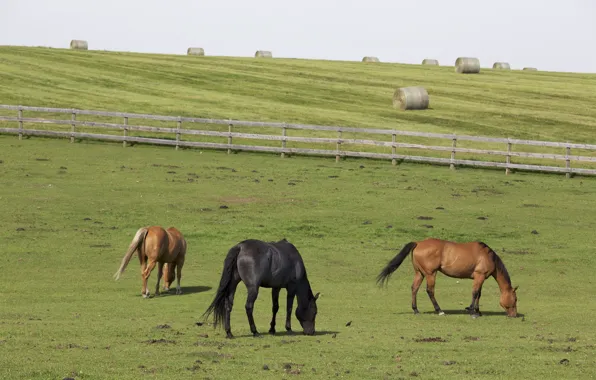 Horses, farm, hay, wood fence