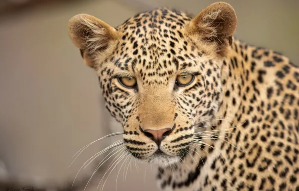 Look, face, background, portrait, leopard