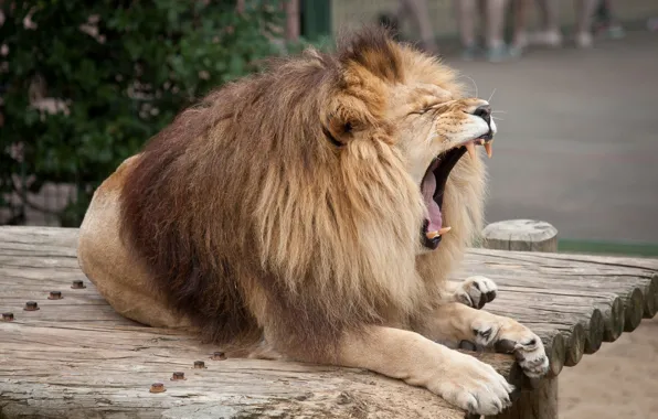 Cat, Leo, mouth, mane, fangs, yawns