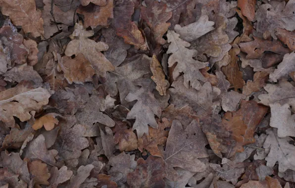 Autumn, leaves, ice, brown, oak, oak grove