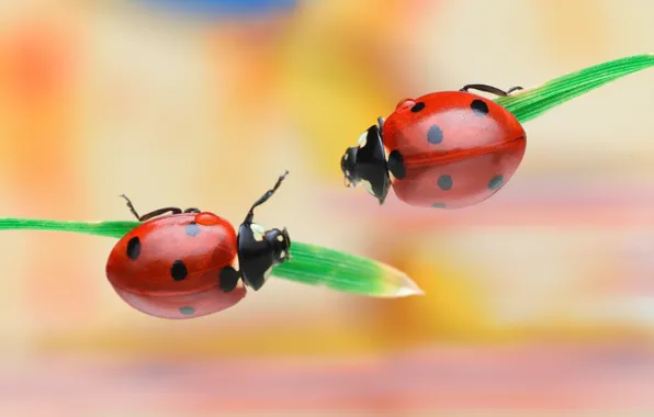 Macro, background, two, ladybug, bugs, red, leaves, a couple