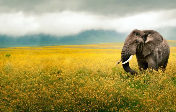 FIELD, CLOUDS, FLOWERS, ELEPHANT, EARS, YELLOW, FOG, TRUNK