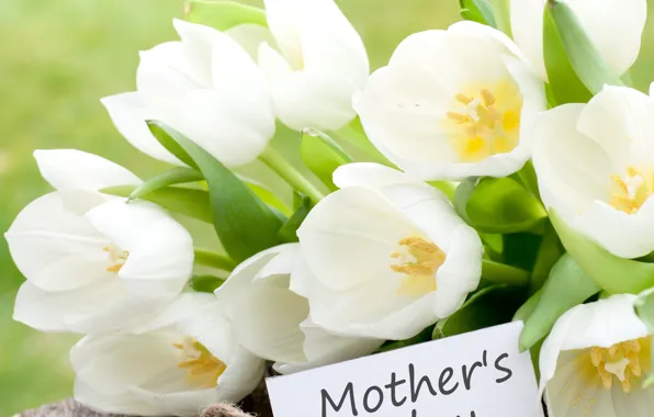 Flowers, holiday, postcard, white tulips