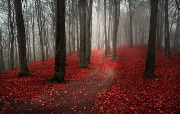 Road, autumn, forest, leaves, trees, nature, fog, overcast