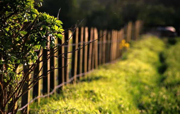 Greens, grass, leaves, the sun, macro, trees, branches, nature